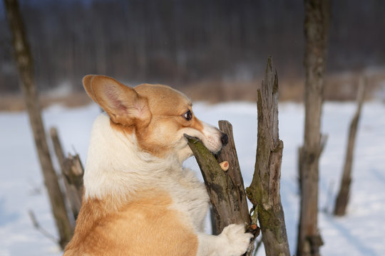 Dog Pembroke Welsh Corgi Making Silly Faces Trying To Get A Treat