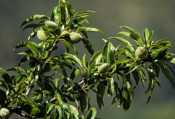 Fototapeta na wymiar Amande, amandier, Prunus dulcis, culture