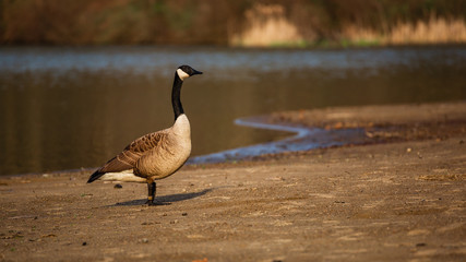 canadian goose on lake