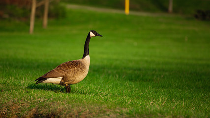 goose on green grass