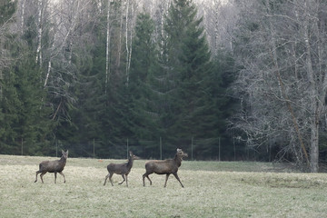 Naklejka na ściany i meble deer family in a national reserve are walking in the field across the forest