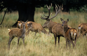 Cerf élaphe, Cervus elaphus;