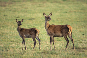 Cerf élaphe, biche, cervus elaphus
