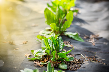 green fresh sorrel grows in agrofiber outdoors