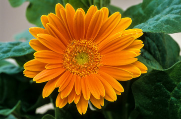 Gerbera, Gerbera jamesonii
