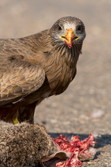 Milan noir, .Milvus migrans, Black Kite