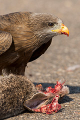 Milan noir, .Milvus migrans, Black Kite