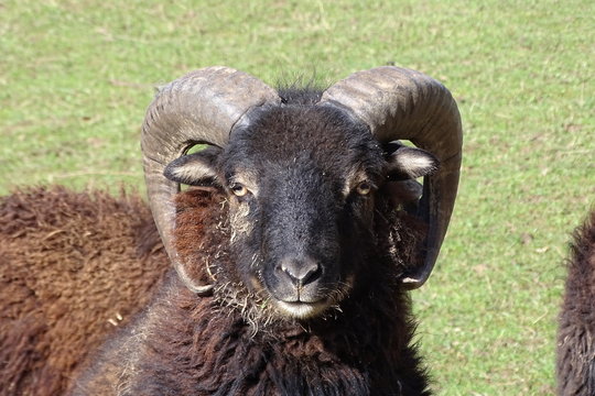 「Rammen」の画像 - 2,060 件の Stock 写真、ベクターおよびビデオ | Adobe Stock