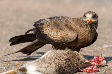 Milan noir, .Milvus migrans, Black Kite