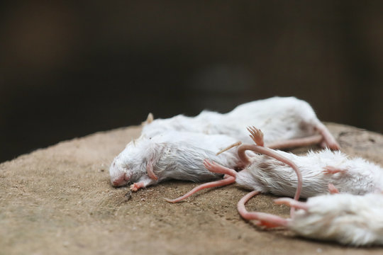 A lot of dead white mouse . Experimental mice . Cruelty to animals
