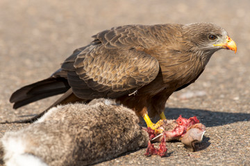 Milan noir, .Milvus migrans, Black Kite