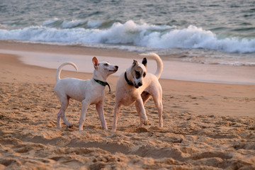 Dogs are played at Candolim Beach, North Goa, India