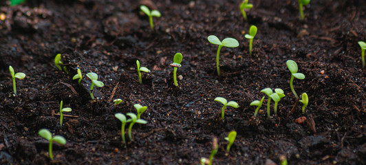 The first spring green shoots. Seedlings of crops. Young greenery made its way out of the ground.