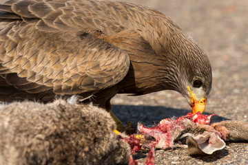 Milan noir, .Milvus migrans, Black Kite