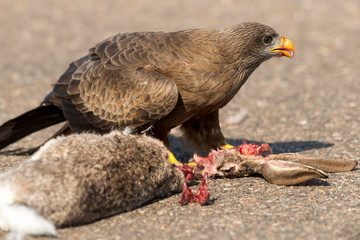 Milan noir, .Milvus migrans, Black Kite