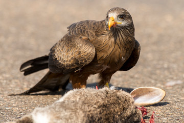 Milan noir, .Milvus migrans, Black Kite