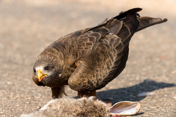 Milan noir, .Milvus migrans, Black Kite