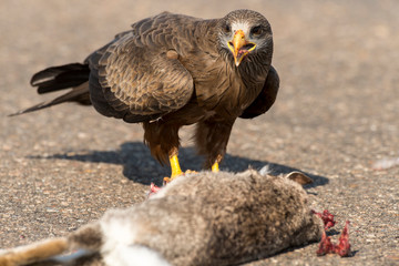 Milan noir, .Milvus migrans, Black Kite