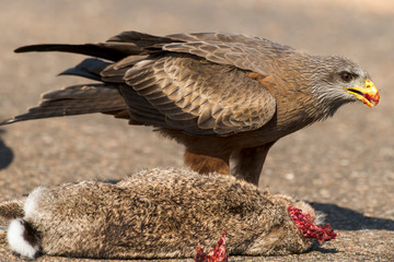 Milan noir, .Milvus migrans, Black Kite