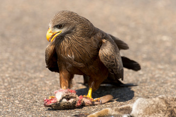 Milan noir, .Milvus migrans, Black Kite