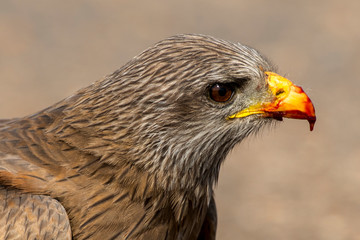 Milan noir, .Milvus migrans, Black Kite