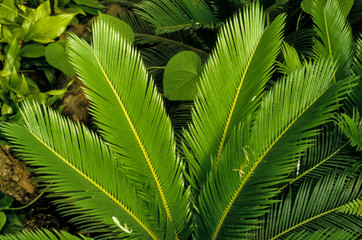 Palmier fougère, Cycas du Japon, Cycas revoluta