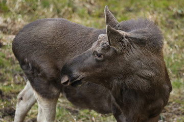 Fototapeta premium portrait of the brown elk in the forest. Nature reserve. Wildlife