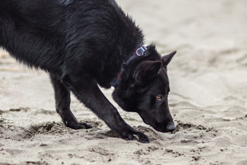 German Black Shepherd on the sandy beatch of Black Sea