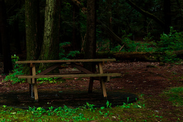 Forest atmosphere. Bench.