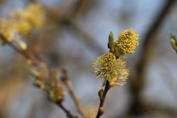 Yellow pollen and buds
