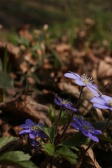 the beautiful anemones in the warm spring forest