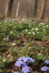 the beautiful anemones in the warm spring forest