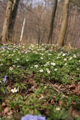 the beautiful anemones in the warm spring forest