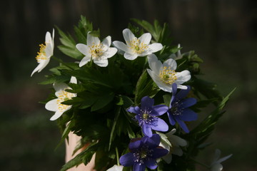 the beautiful anemones in the warm spring forest