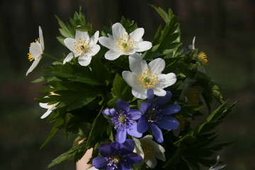 the beautiful anemones in the warm spring forest