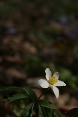 the beautiful anemones in the warm spring forest