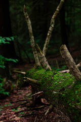 tree in the woods