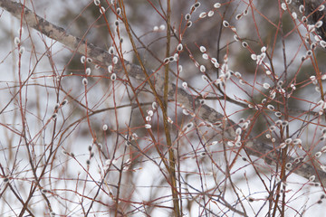 Pussy willow, pussycat or catkins, classic beginning of the spring in the Nordic countries and a favorite for the children.