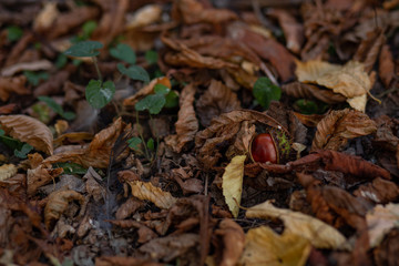 dry yellow leaves on the ground in autumn