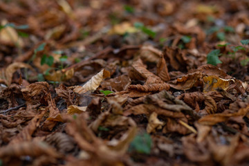 dry yellow leaves on the ground in autumn