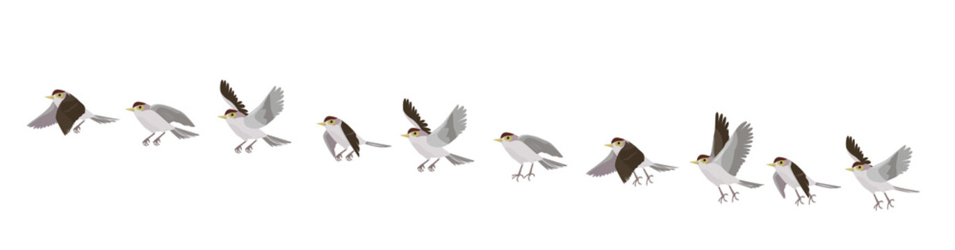 Full cycle of bird's flying. Animated sequences for animal motion design