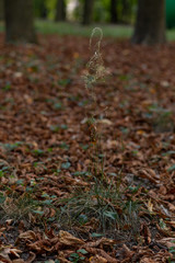 dry yellow leaves on the ground in autumn