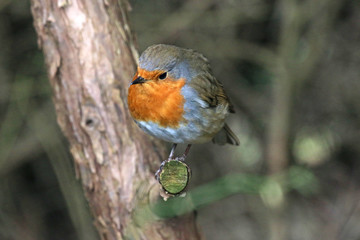robin perched on a branch	