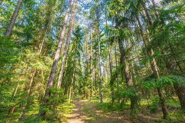 Beautiful forest panorama with bright sun shining through the trees