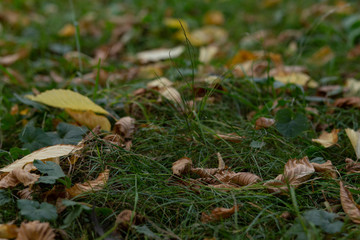dry yellow leaves on the ground in autumn