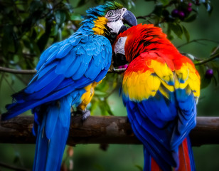 blue and yellow macaw