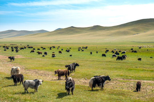 Mongolei