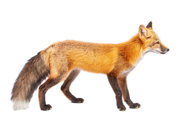 fox isolated on white background
