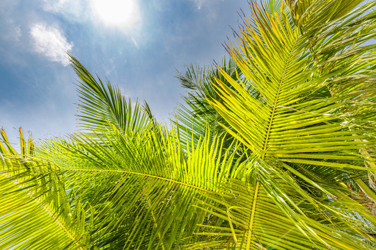 Fresh green tropical palm swaying gently in breeze trees low angle view.