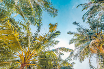 Fototapeta na wymiar Fresh green tropical palm swaying gently in breeze trees low angle view.
